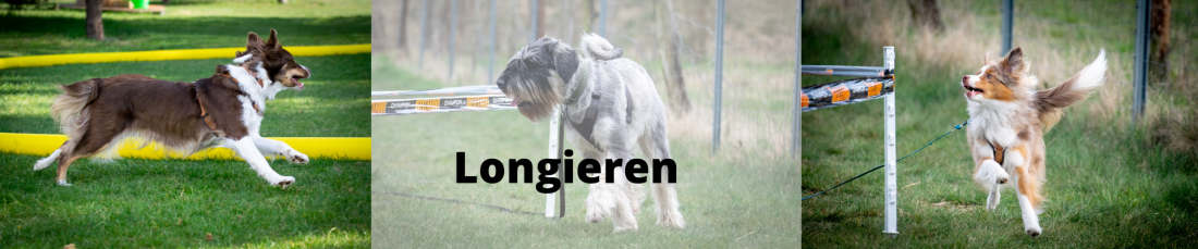 Longieren