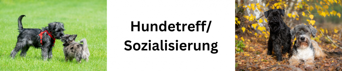 Hundetreff / Sozialisierung