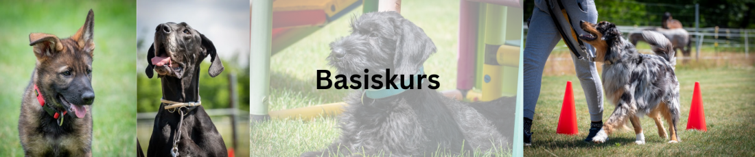 Basiskurs