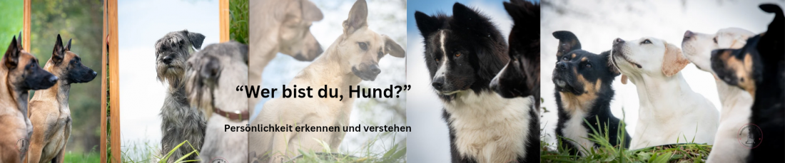 Wer bist du, Hund? Persönlichkeit erkennen und verstehen 